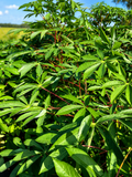 Cassava Leaves