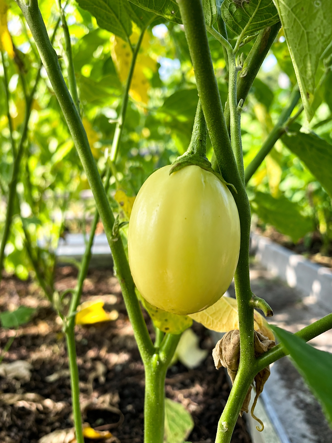 Impwa (White Garden Eggs)