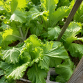Chinese Cabbage