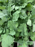 Rapeseed Greens