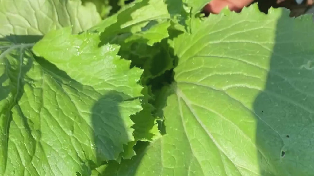 Chinese Cabbage